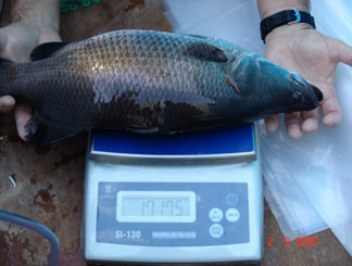 Kel Gordon Barramundi Farming