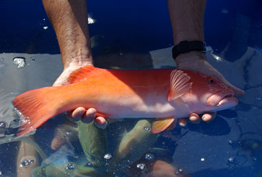 Kel Gordon Coral Trout Farming