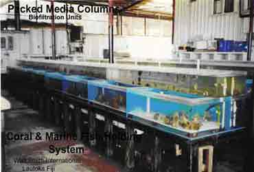 Coral Farming 
