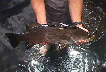 First Barramundi Spawner In WA 2000 by Kel Gordon Mark Johnston & T Saltberrie