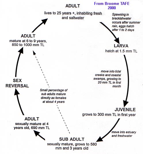 Barramundi Life Cycle