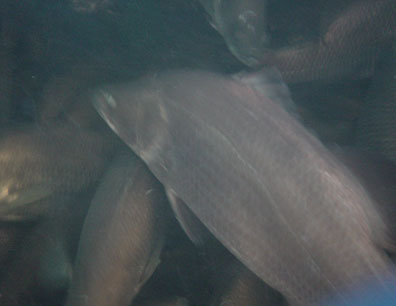 Pod Aquafarming with Barramundi