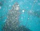 Kel Gordon Aquaculture