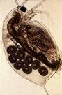 Zooplankton Aquafarming Species