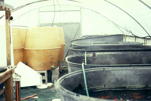 Kel Gordon Fish Hatchery Design