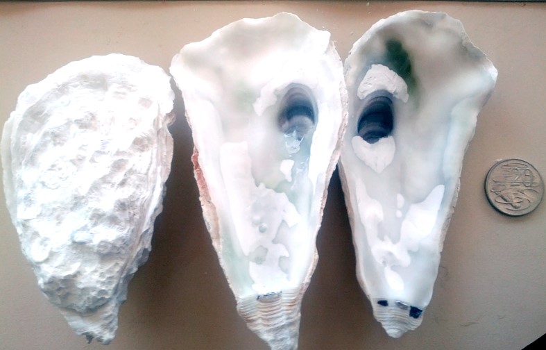 Pacific Oysters