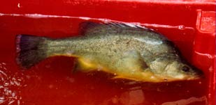 Yellow Belly or Golden Perch